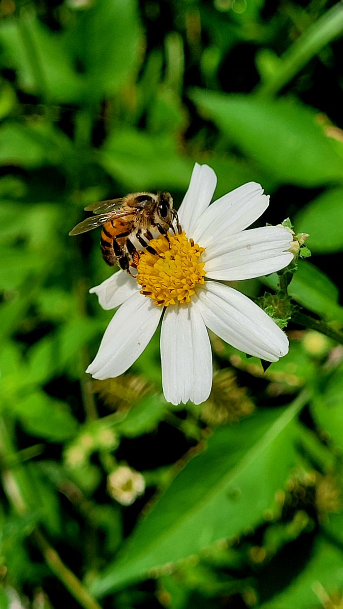 narber_nature's tweet photo. #insectos #InsectosBeneficiosos #polinizacion #polinizador #Naturaleza #biodiversidad #educacionambiental https://t.co/p9bcPWipdC