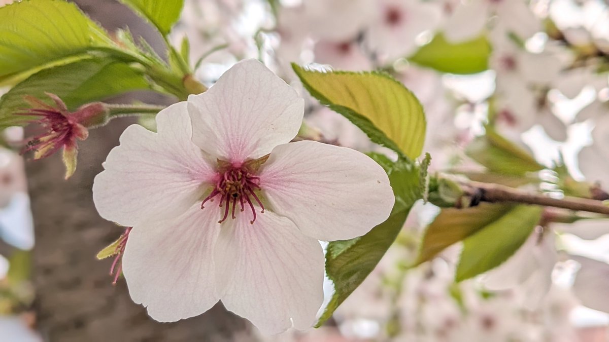 いつもご来店ありがとうございます！

季節の変わり目で、雨が増えて来ましたね。
当店自慢の「梅塩らーめん」でさっぱり気分転換してみて下さいね♪
本日もお待ちしております🍜