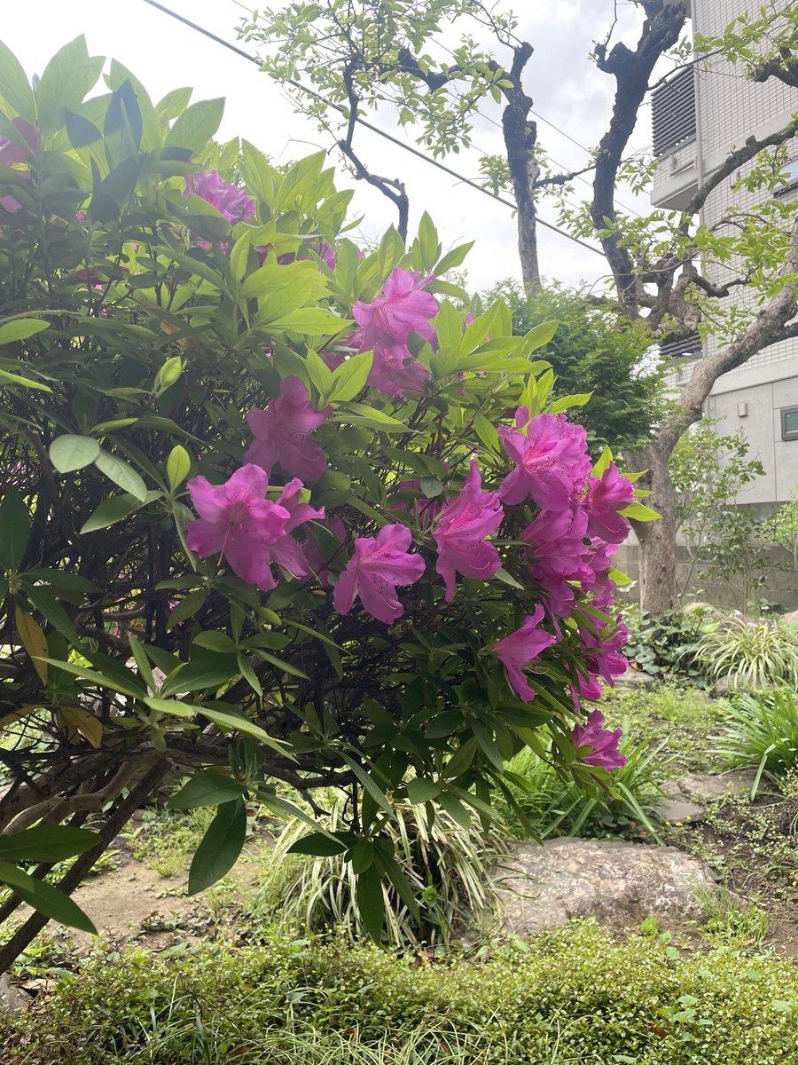 COFFEA EXLIBRIS kettle tweet media