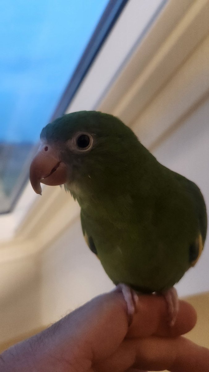 BebeBirdParrot tweet media