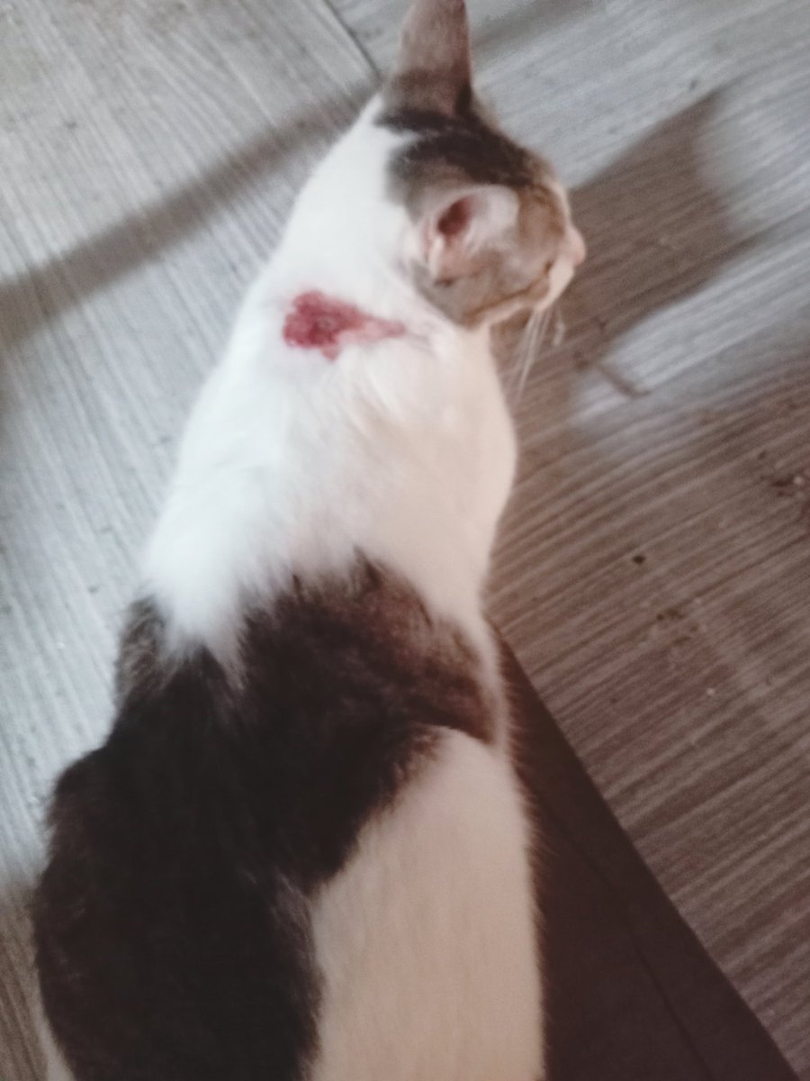 ℚuσrrα 702 Pℓaηɛ†🚀 tweet media