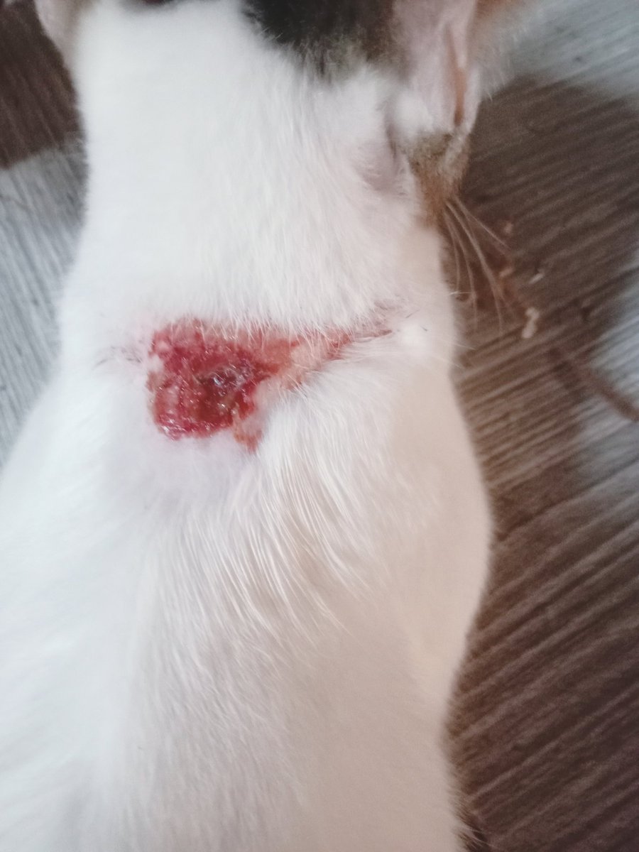 ℚuσrrα 702 Pℓaηɛ†🚀 tweet media