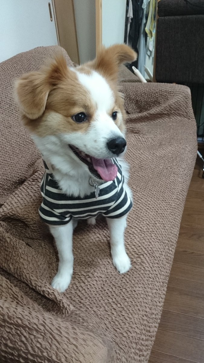 織ちゃん tweet media