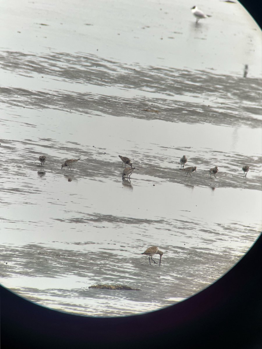 めだい tweet media