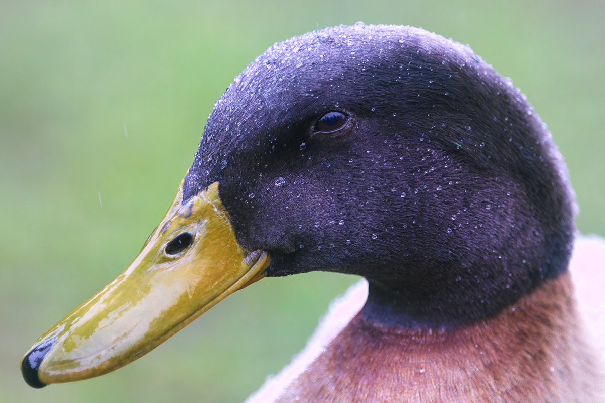 Canada Goose(🎀🩹|🍥🌊) tweet media
