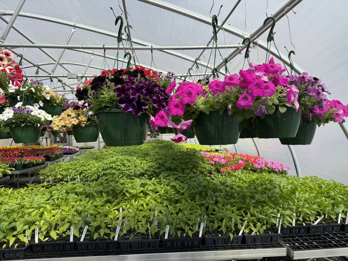 KarenBoyles1's tweet photo. Many high school CTE Students and Teachers across NC are gearing up for the Annual Spring Plant Sales! Check your local high schools!
(Pictured here: Mitchell High School Agriculture Program) #Agriculture #Horticulture #FFA #CTEforNC #CTERocks https://t.co/PCOp8gmUsz