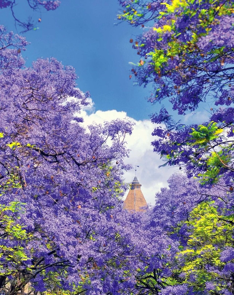 kelulungongzuo's tweet image. 早安。🌸 蓝花楹漫开的清晨，把浪漫和温柔都送给你。愿你今日，万事顺意，满心欢喜。#GoodMorning ❤️ #Jacaranda #SpringVibes