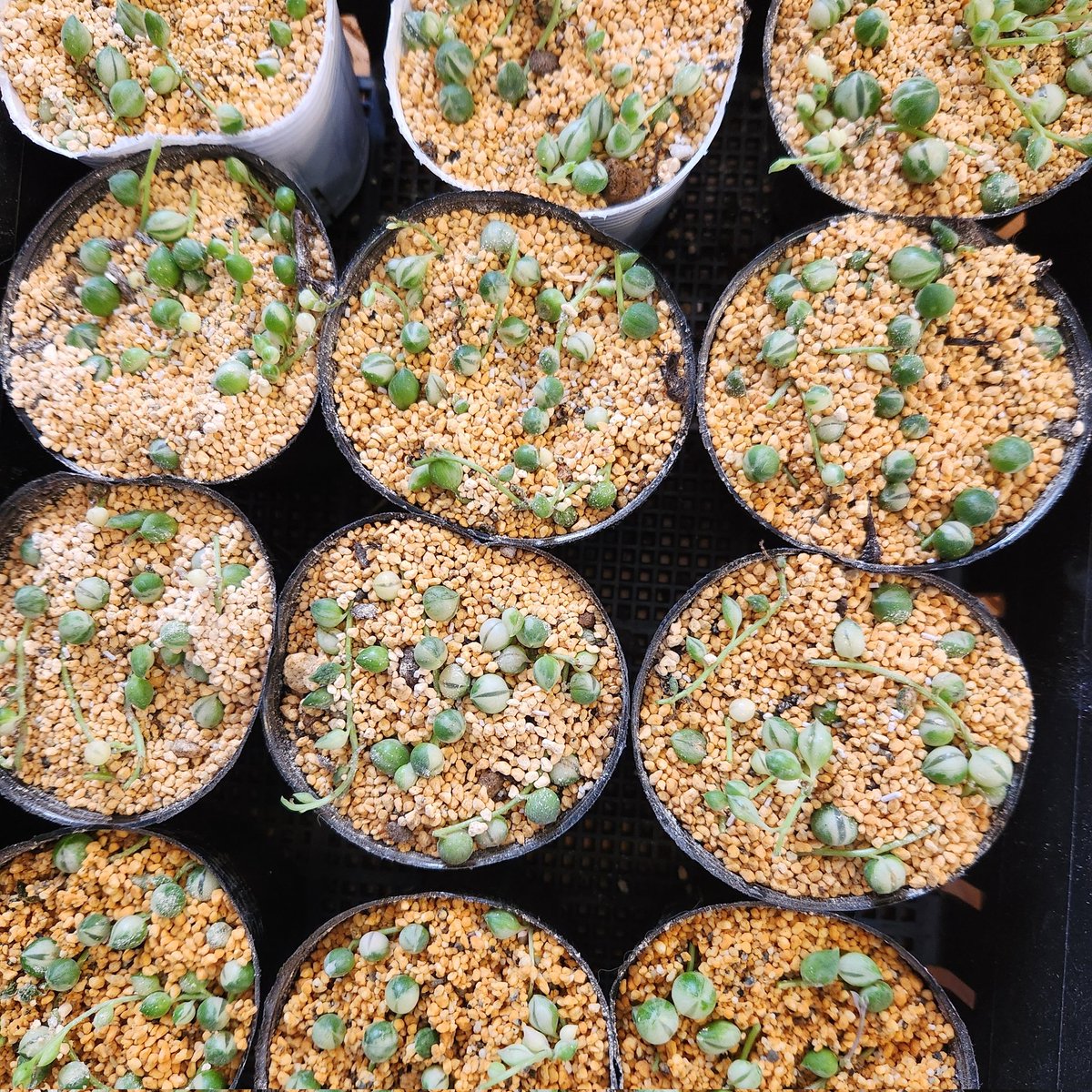 MmuUgPbgIk0p5bZ's tweet image. 今年こそは増やす！
#斑入りグリーンネックレス