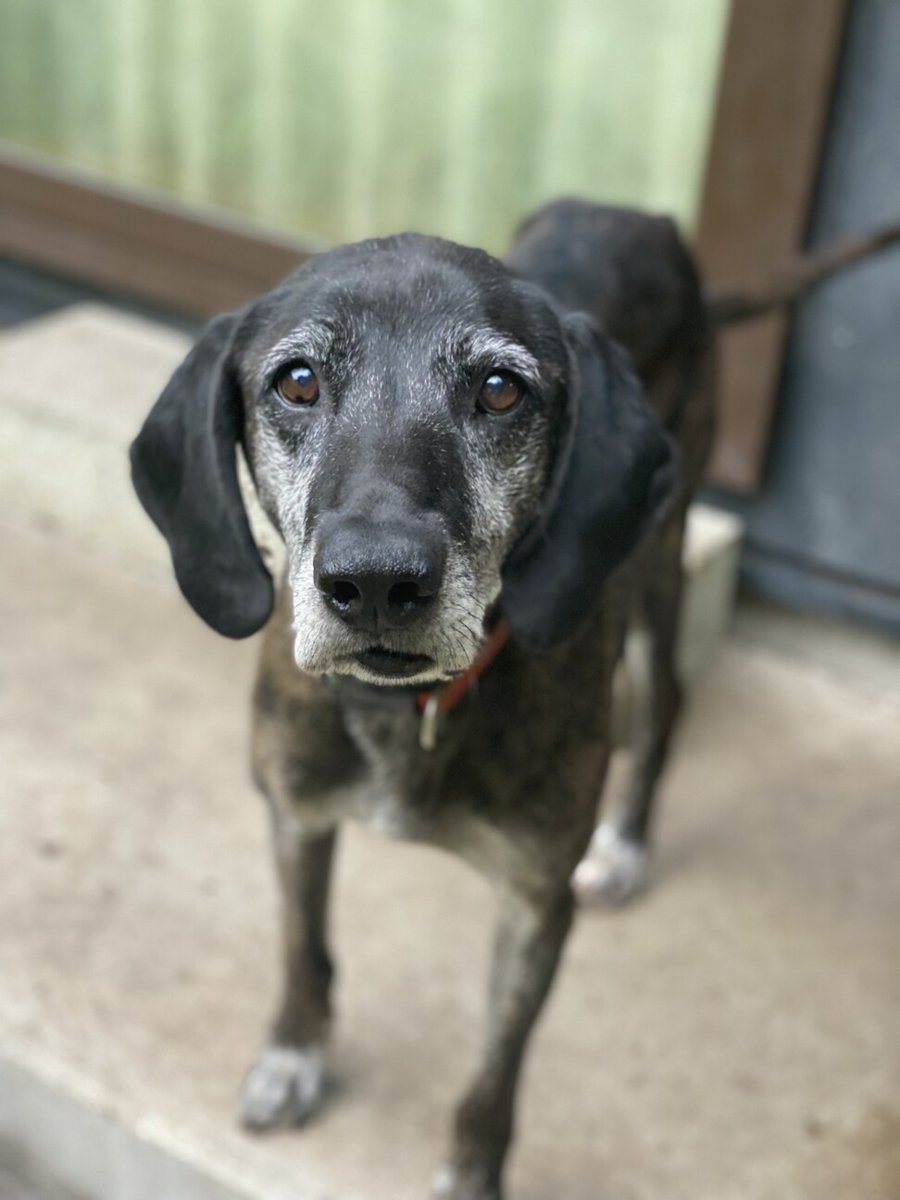 【#里親募集】「 #プロットハウンド 大きい男の子【オクラ】君」#栃木県 #宇都宮市 - 犬の里親募集(408545) :: ペットのおうち pet-home.jp/dogs/tochigi/p… #保護犬 #保護犬を家族に #猟犬 #大型犬 #犬