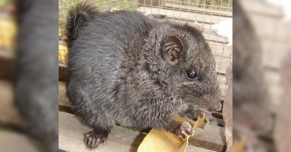 ナゾロジー@科学ニュースメディア tweet media