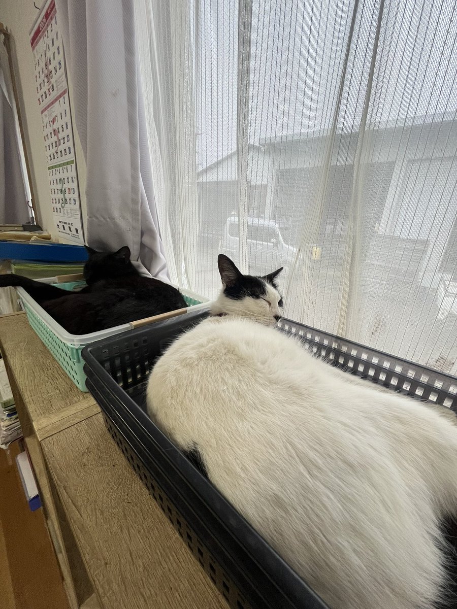 れんれん tweet media