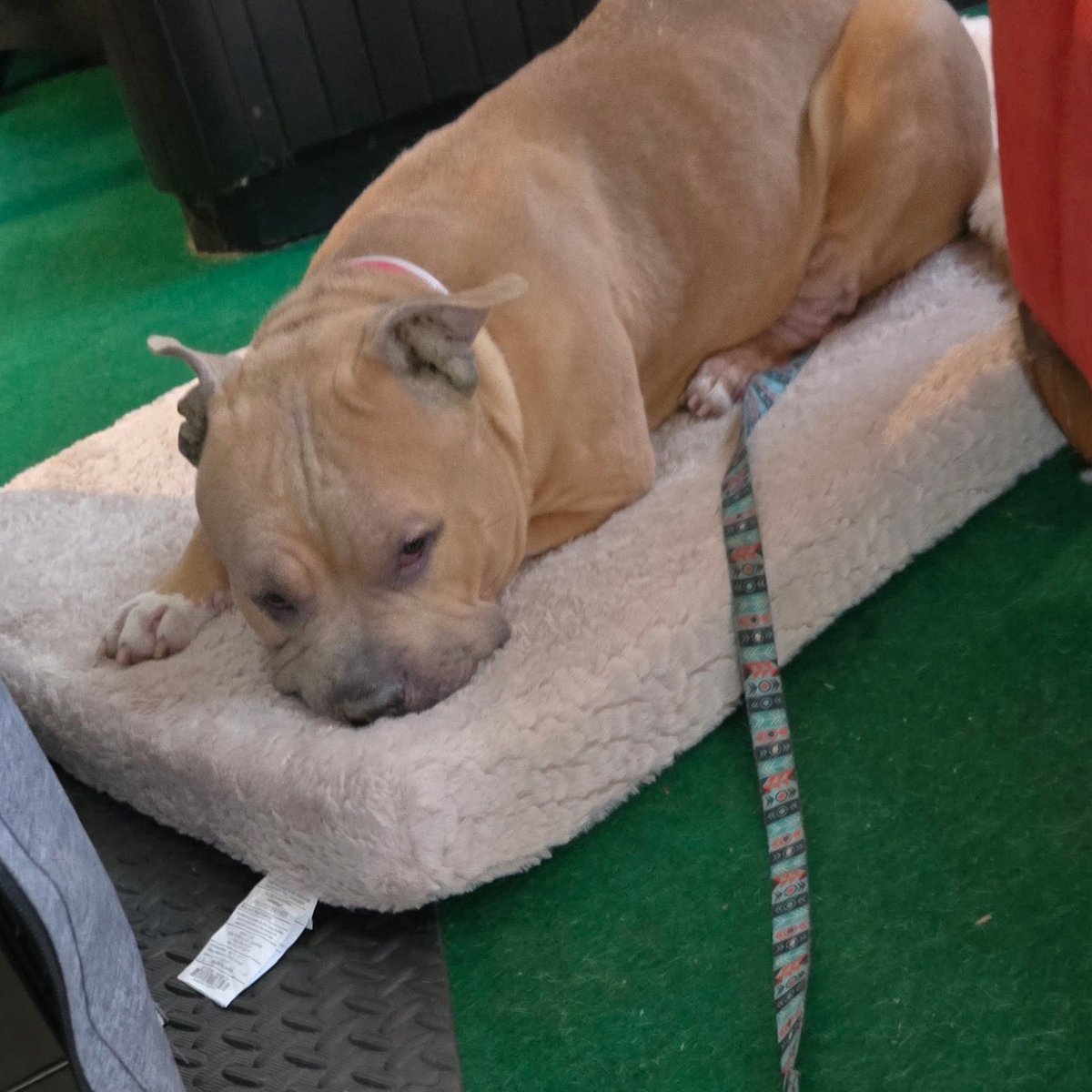 Not the Same tweet media