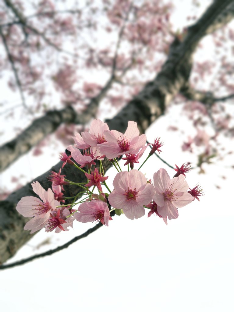 KokageNote's tweet photo. https://t.co/GxdPR2MmXU