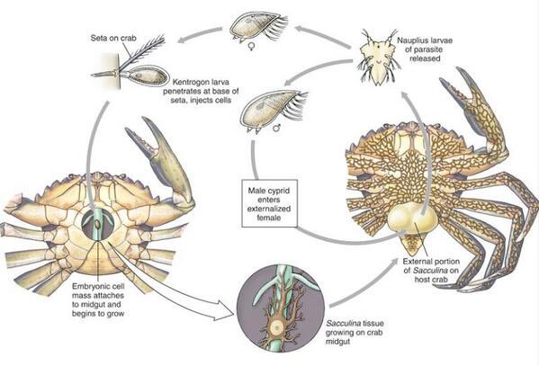 I’m might be a bit nsfw but it’s an excuse to talk about THIS BARNACLE ...