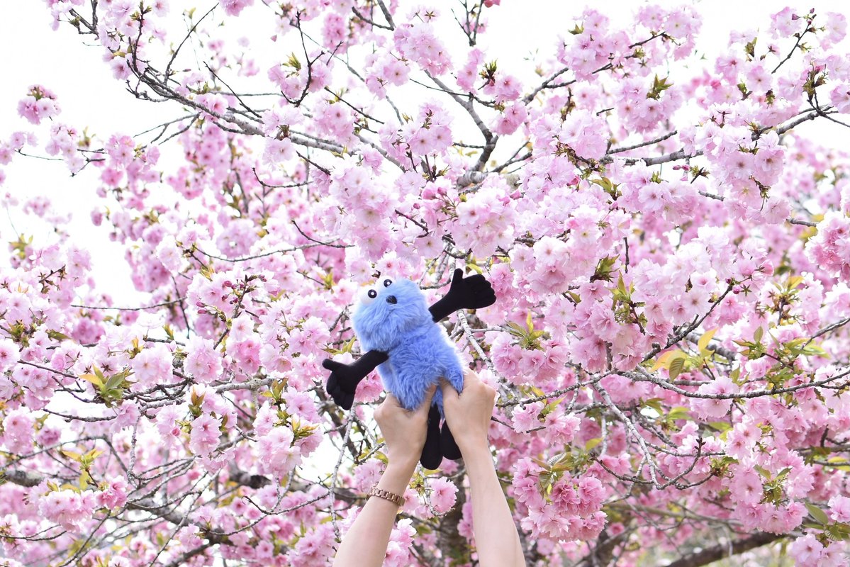 haratake tweet media