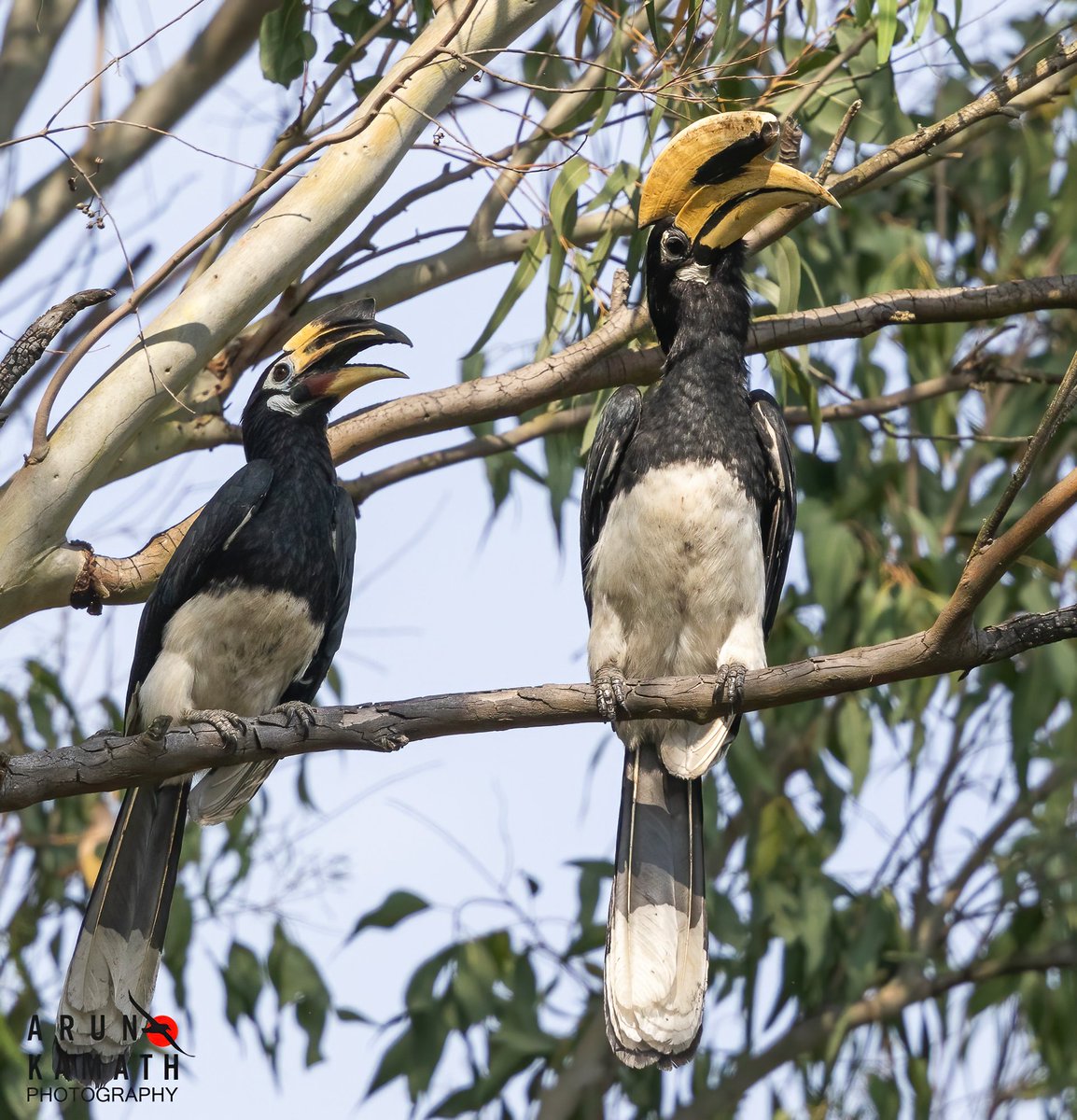 incognito9's tweet image. The oriental pied Hornbills for today. Wishing Malayalees in the world a #HappyVishu 

#indiaves #thephotohour #wildlifephotography #TwitterNatureCommunity #birding