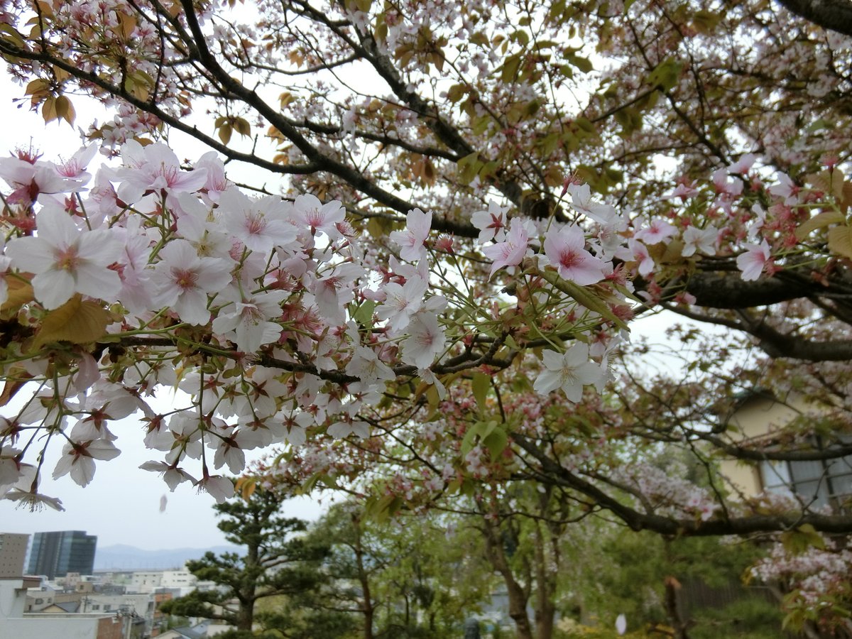 橘曙覧記念文学館 tweet media