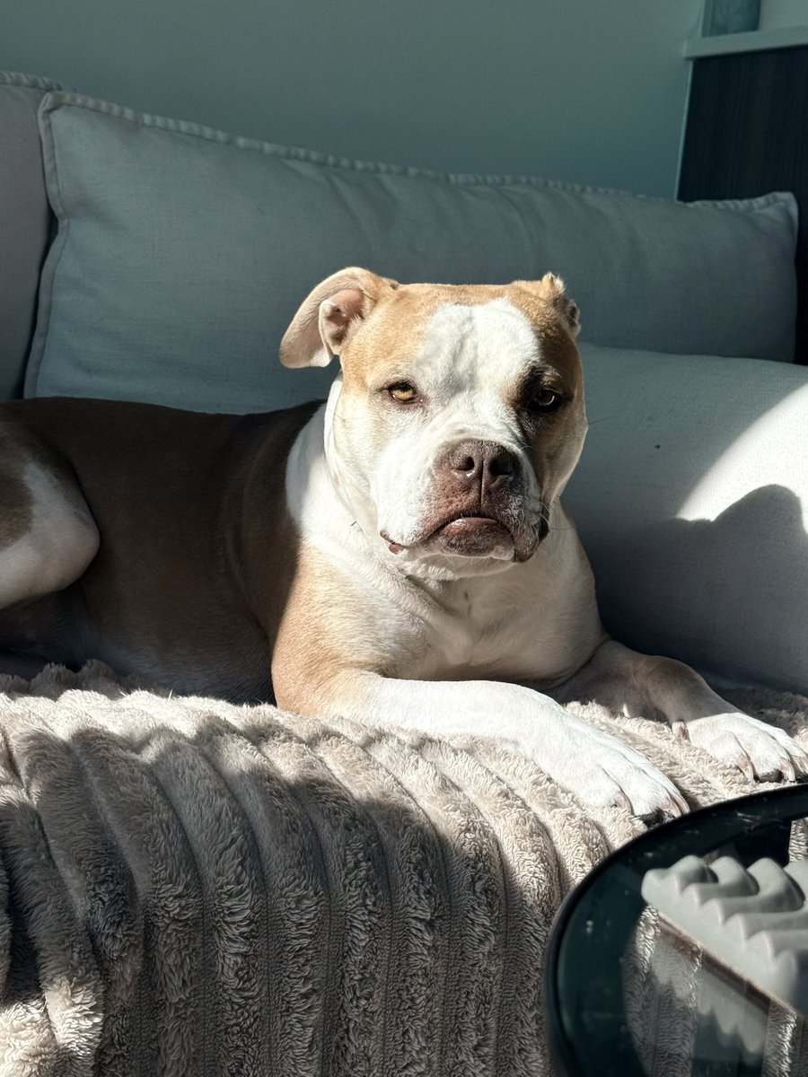 Serendipity_street tweet media