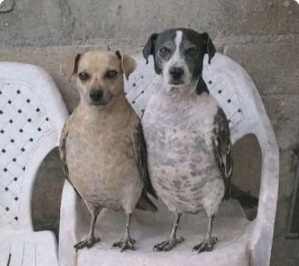 acervodoguinhos's tweet image. 