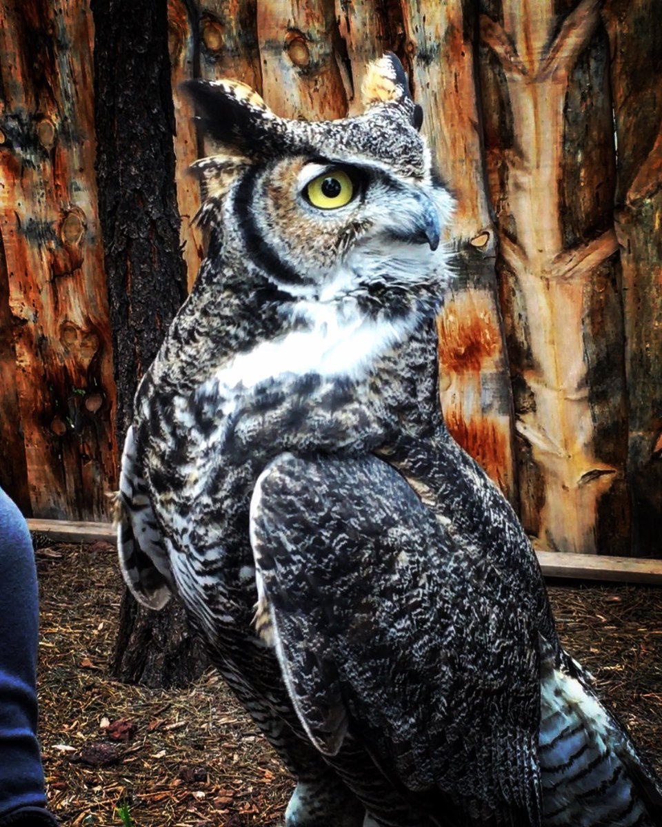 Show us a bird from your gallery!