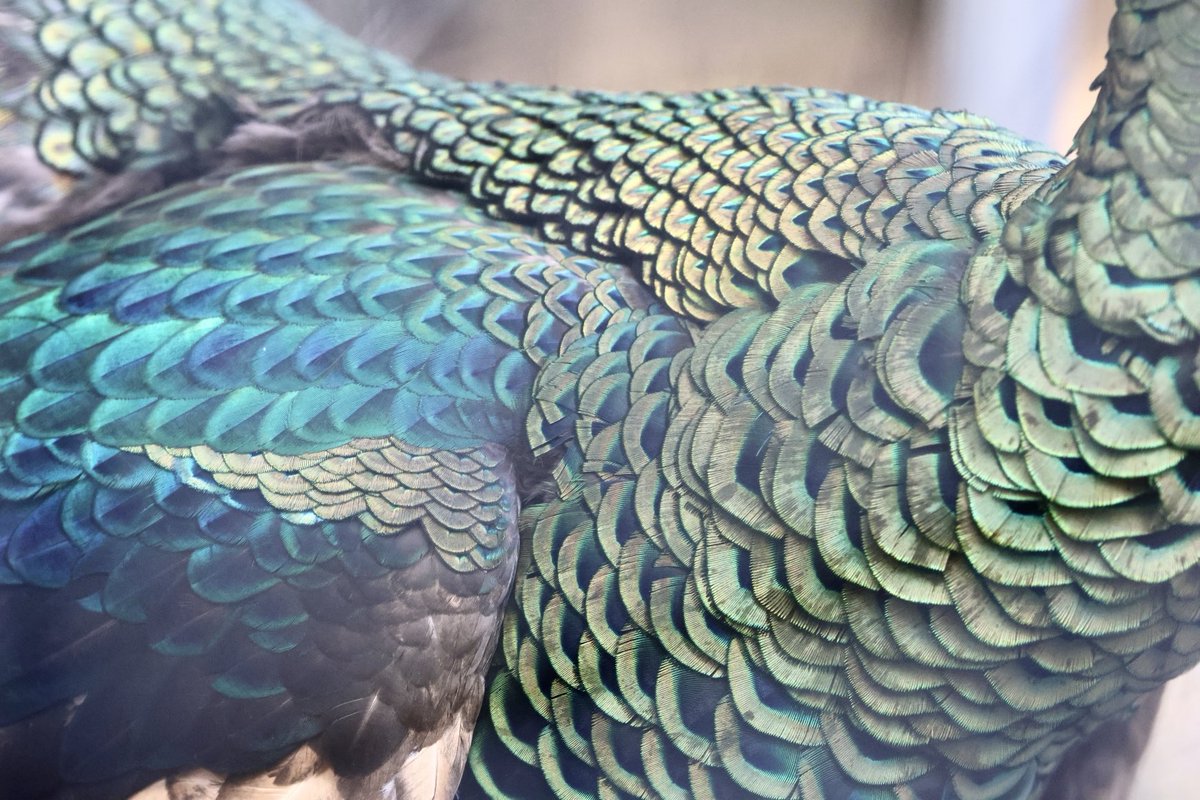 狐仙人乃弟子 トコノ オルタ tweet media