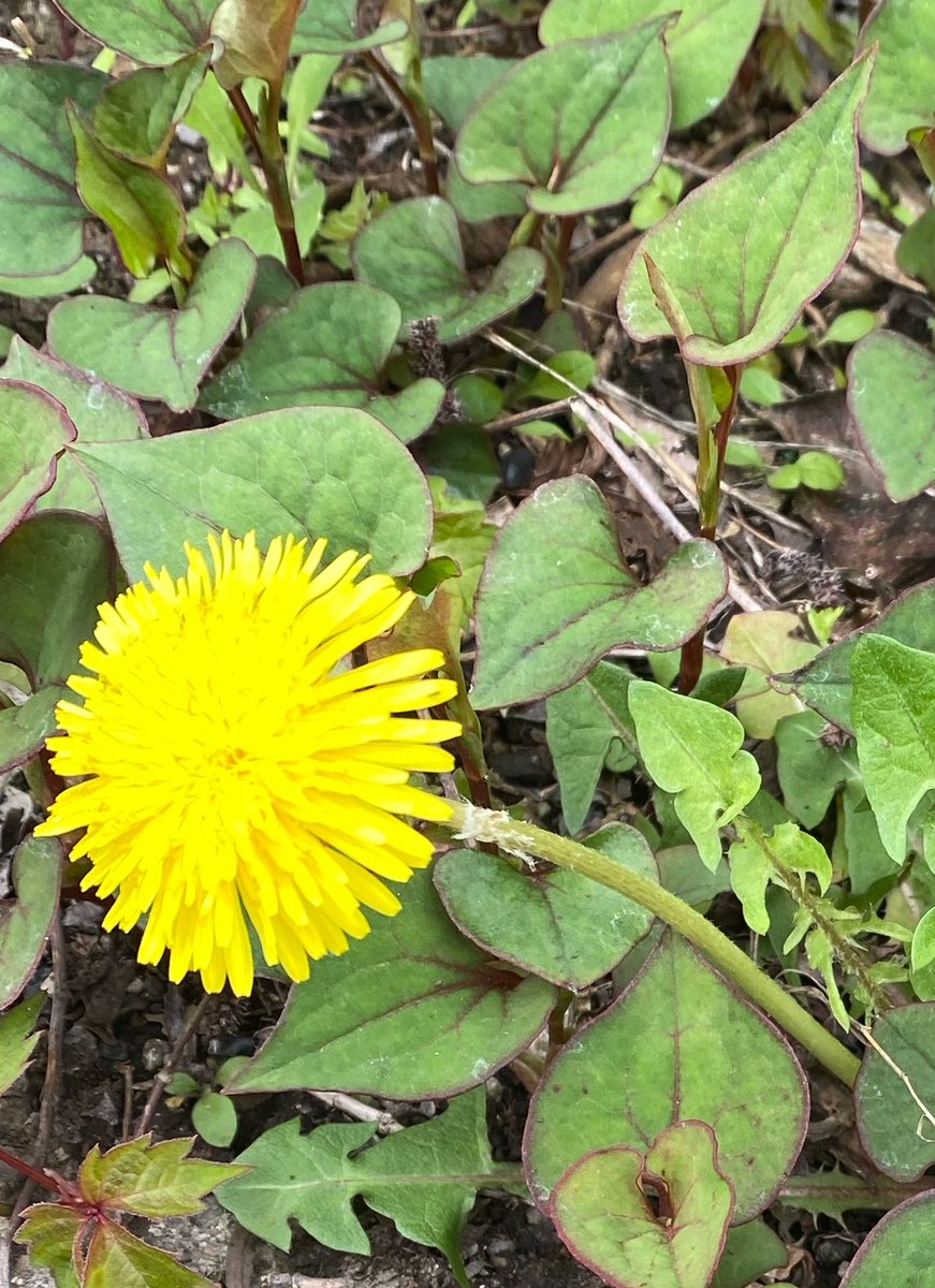 坊っちゃん tweet media