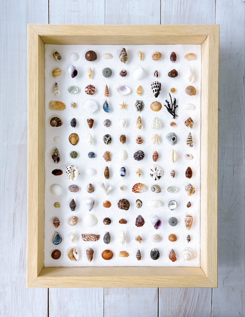 落ち着いた色合いの
貝殻標本作りました🐚♪

minne.com/@youche