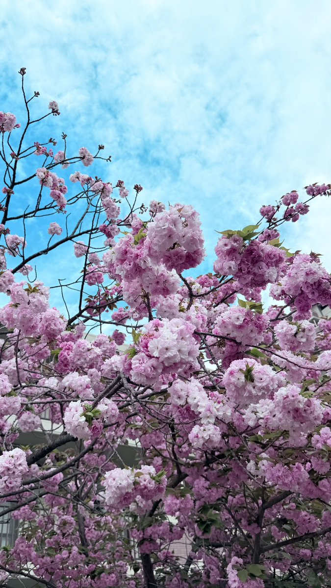 ジャッキー（じゃるる編集長） tweet media