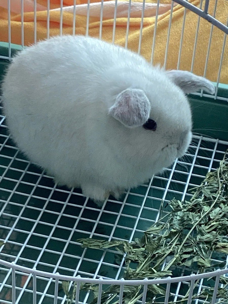 Why you should have a rabbit tweet media