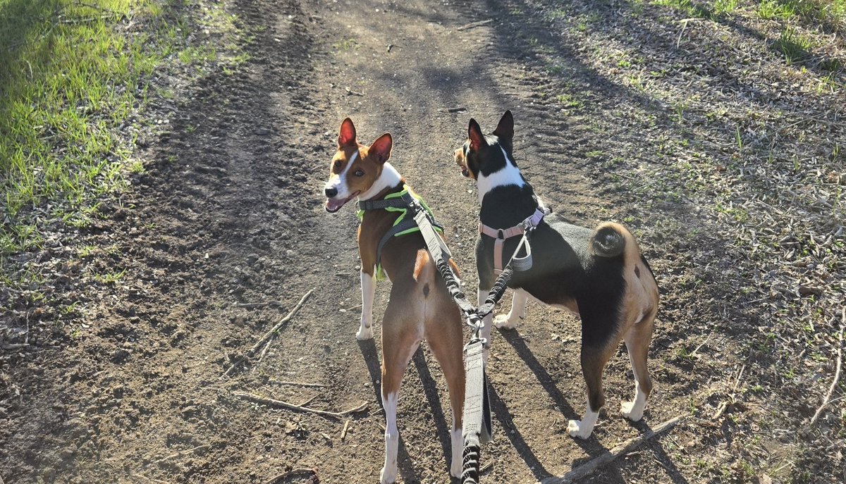 Robert Graham tweet media