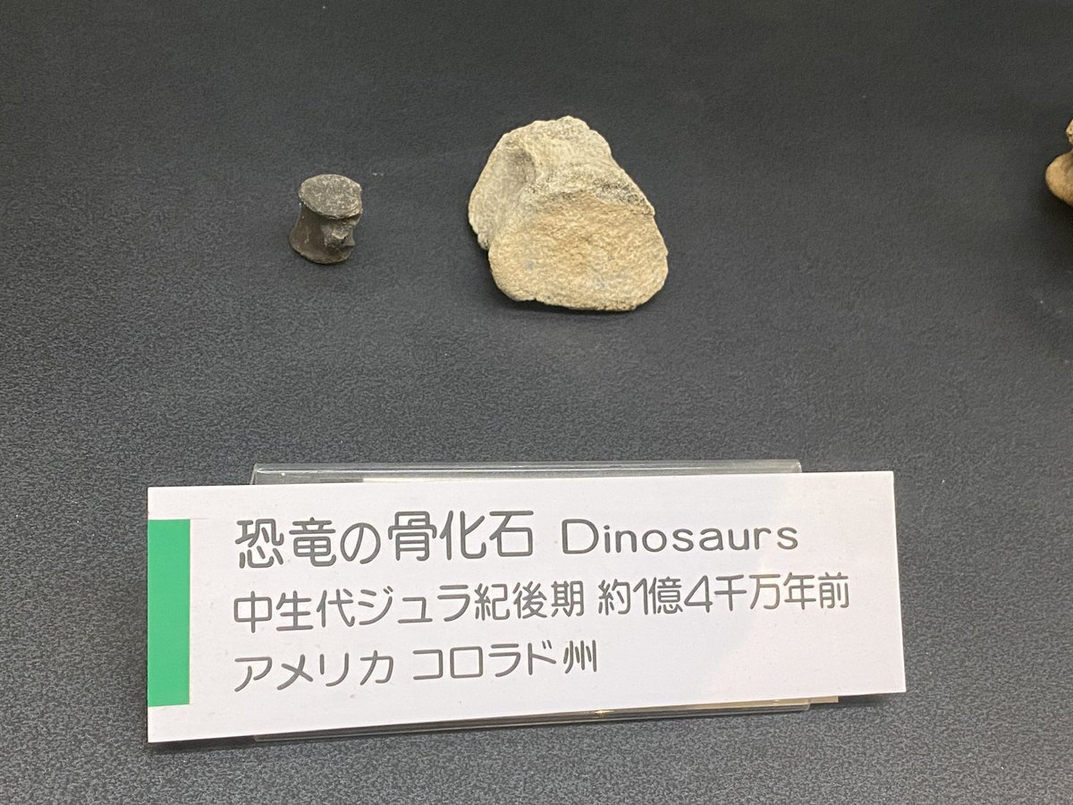 恐竜化石探訪 tweet media
