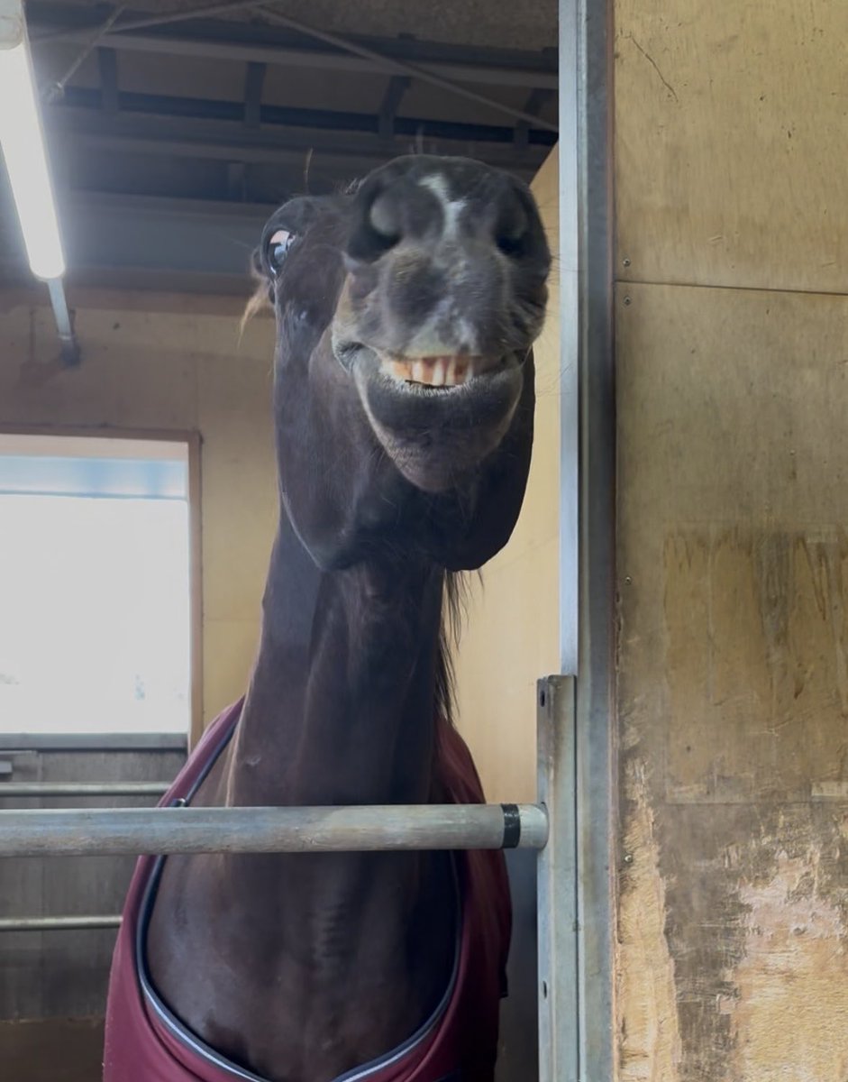 フェアリーミラー🪽東海大学 tweet media