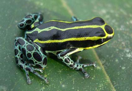 Zootaxa's tweet photo. Revisiting the systematics of the #Ranitomeya #uakarii complex (#Anura: #Dendrobatidae) with the description of a #newspecies from the Fitzcarrald Arch of #Peru and #Brazil
#taxonomy
https://t.co/Neh46f0kCm https://t.co/KhLH4uXDoA