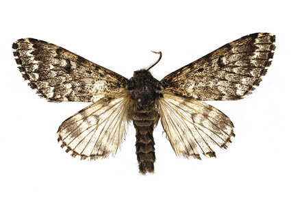 Zootaxa's tweet image. A review and #checklist of Panthea Hübner (#Lepidoptera: #Noctuidae: #Pantheinae) with description of a #newspecies from #China
#taxonomy
doi.org/10.11646/zoota…