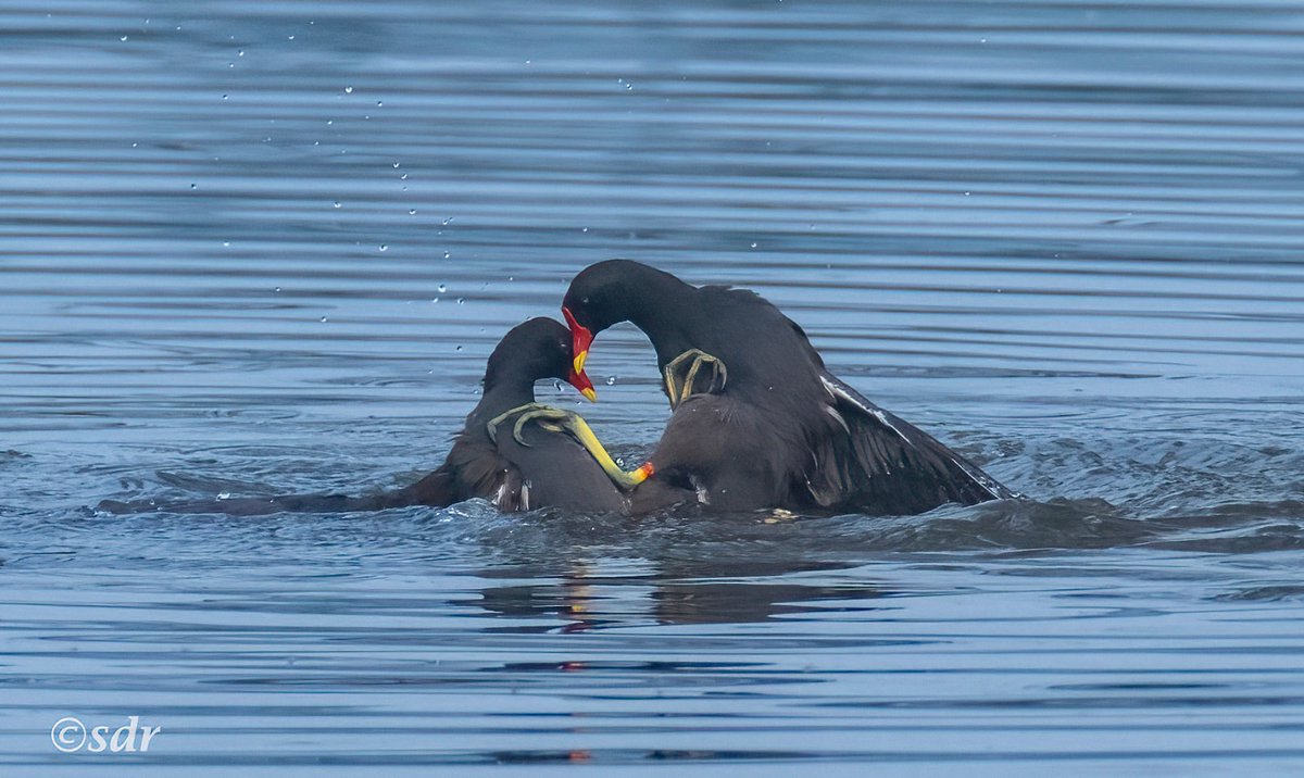 sanshali1's tweet photo. At each other's throats. Common Moorhen. #BirdsSeenIn2026 #IndiAves @ragnyabhawani #nikonz8 #birdphotography #NikonPhotography @NatureIn_Focus #birdsinaction #birdfight https://t.co/1PUUaUH0K5