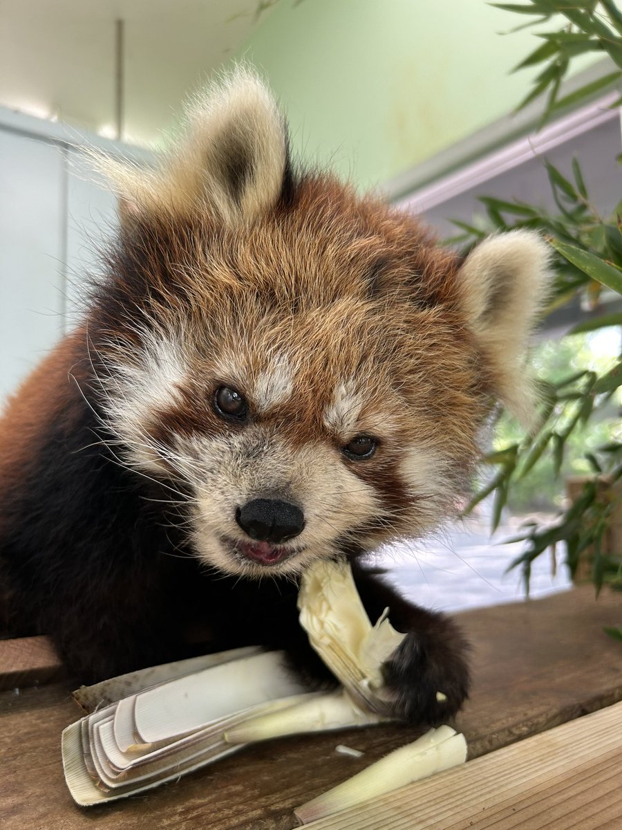 ChibaZoo's tweet photo. 休園日のレッサーパンダの採食風景！ワイルドにタケノコをむさぼるメイタ、歯が少なくてもバリバリ食べるメイメイ、舌ペロがかわいいゆう！（飼1）
#千葉市動物公園
#レッサーパンダ https://t.co/win4jmKSL1