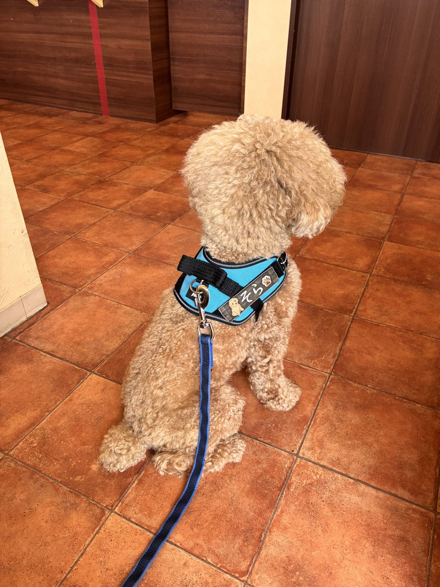 soraandcoco2's tweet photo. 年一の血液検査でリパーゼの数値が引っかかり…本日、再検査のため病院へ。結果は一過性のものだったようで基準値でした！良かった😭
大好きな先生なので、病院ではいつも借りてきたワンコのようにおとなしく待ちますw
#トイプードル https://t.co/ISDJ75bP7H
