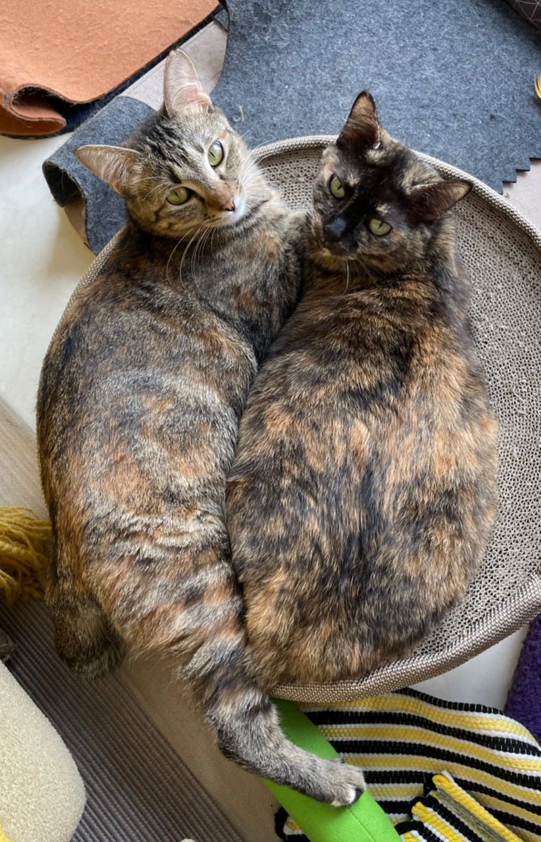 Micky and Friends tweet media