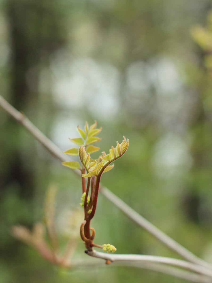 ๊ตญ๋ฆฝ์ธ์ข
์๋ชฉ์ ์ฒ๋์ด๐ฏ tweet media