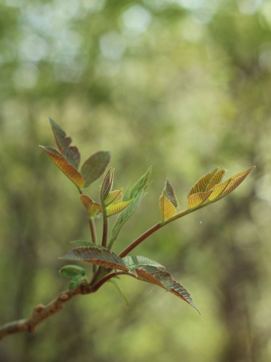 ๊ตญ๋ฆฝ์ธ์ข
์๋ชฉ์ ์ฒ๋์ด๐ฏ tweet media