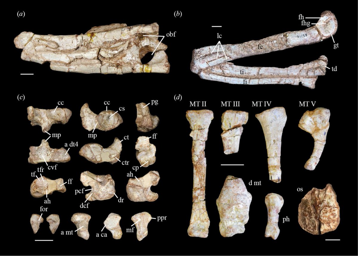 🚨NEW STUDY DROP🚨

What was once thought to be Hesperosuchus, has been reanalyzed and named Eosphorosuchus. It had a short reinforced snout with evidence for a strong bite. It was a Lt Tri Crocodylomorph from Chinle Fm Ghost Ranch, NM.