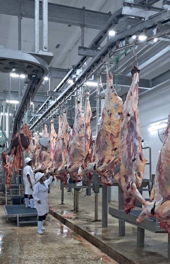 Hongwen_Machine's tweet image. Stop losing yield to messy carcass splits. 
Our high-speed splitting saw provides the precision needed for top-tier grading and maximum efficiency on the rail. Essential kit for any high-output beef facility.
#FoodTech #IndustrialSaws #MeatIndustry #CattleSlaughterhouse