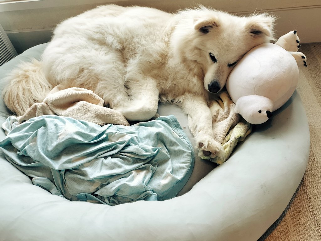 ギリギリ雨に降られずにパトロール行ってこれた今朝のバズくん🏘️☁🐾
と、昨日辺りから雷鳥さん🕊️を枕にしてるバズくん💤💤