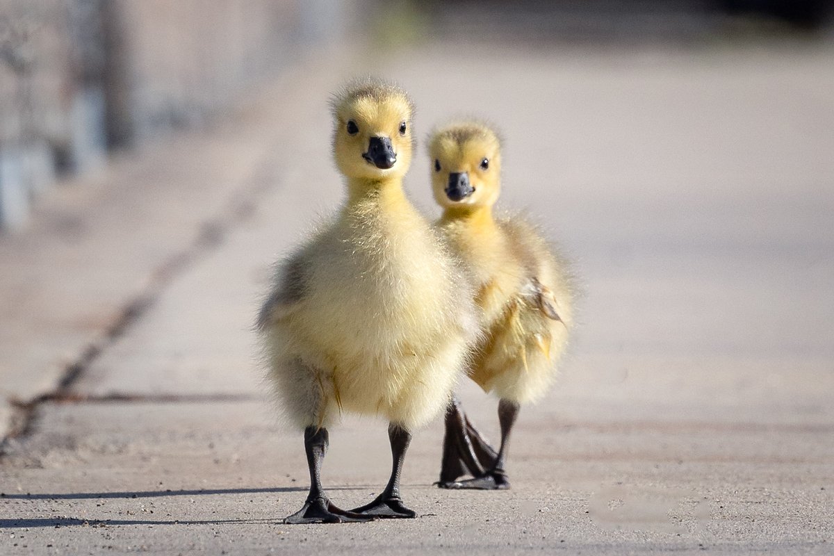 aHeartSoFull's tweet image. Nothing to see here, just a couple of goslings walking down the sidewalk.
What's the cutest animal encounter you've had lately? QP or drop yours here.👇

#CanadianGeese #goslings #Nature #birdphotography