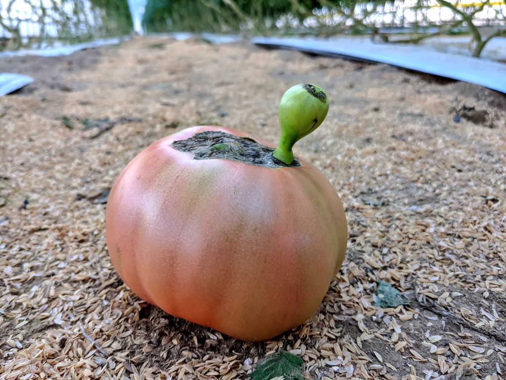 曽我農園＠ 闇落ちとまと 越冬トマトは毎年5月から7月までの販売です tweet media