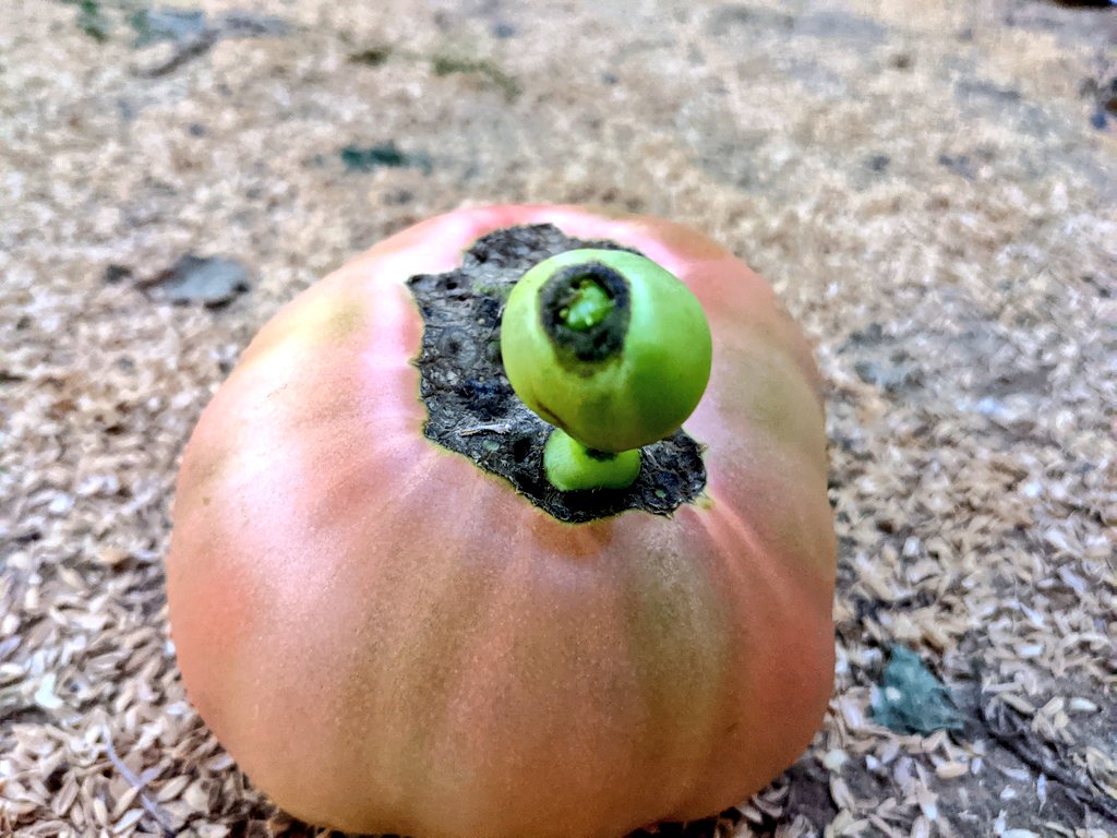 曽我農園＠ 闇落ちとまと 越冬トマトは毎年5月から7月までの販売です tweet media