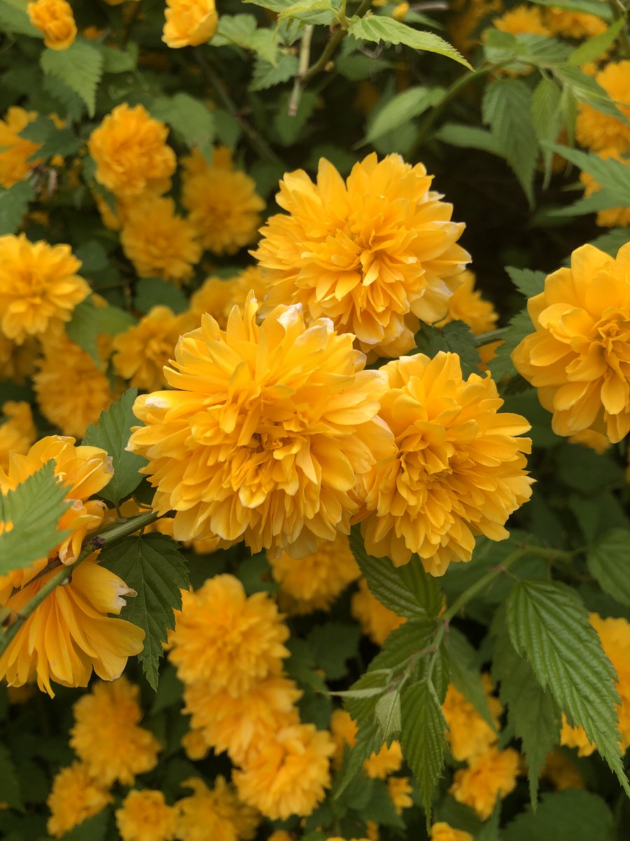 greenupcenter's tweet photo. ふれあいの森、親水広場のヤマブキが見頃です。

＃大和市 #ふれあいの森 ＃ヤマブキ ＃満開 https://t.co/tzXRRuzjiz