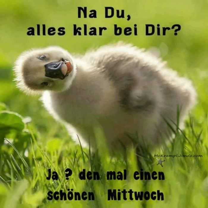 Schnattchen🐣 tweet media