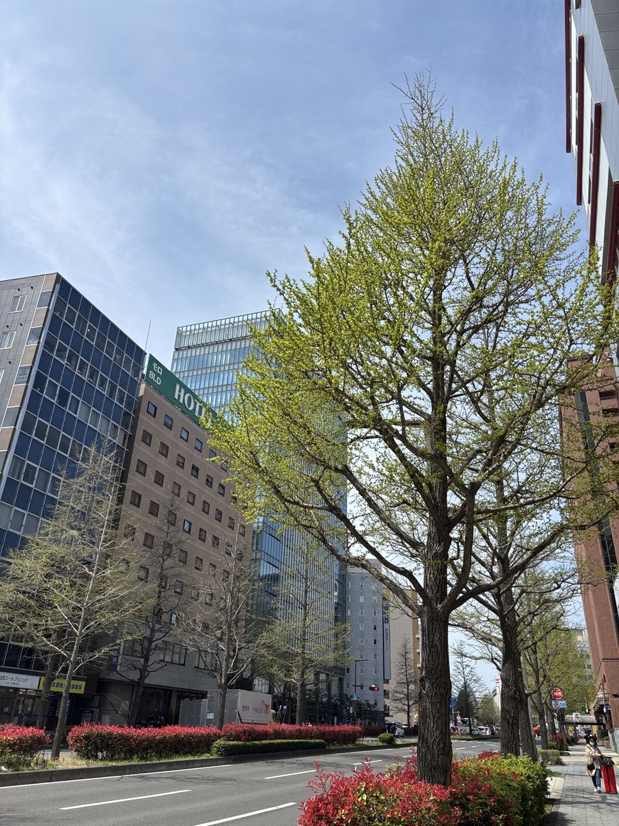 おはようございます！
今日も元気に営業しております☺️
広瀬通のイチョウ並木も新緑が綺麗な季節になりました。
皆様のご来店をスタッフ一同お待ちしております😊