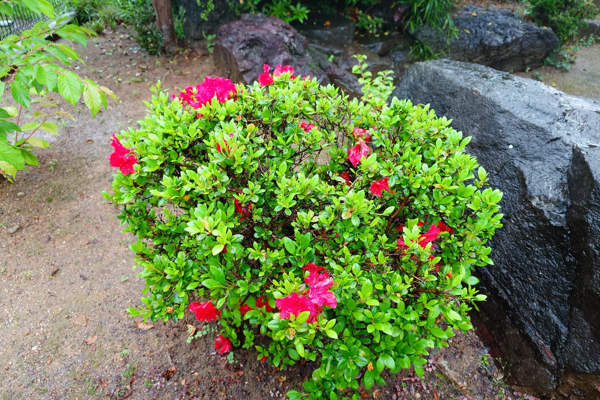 とりあん tweet media